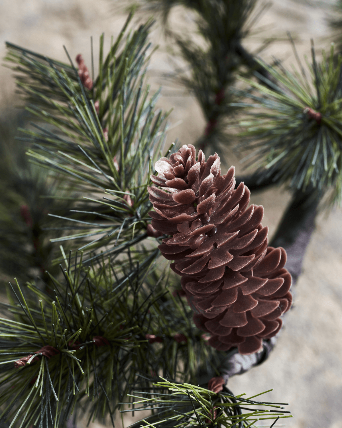 gran, detalje, kogle, natur, house doctor