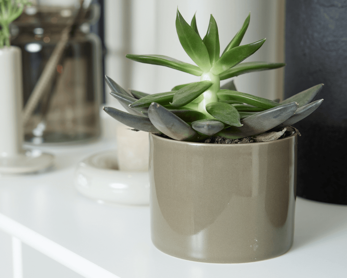 Urtepotte, krukke, keramik, indretning, plante, stikling, kop, Oohh